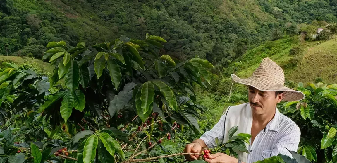 Coffee farm