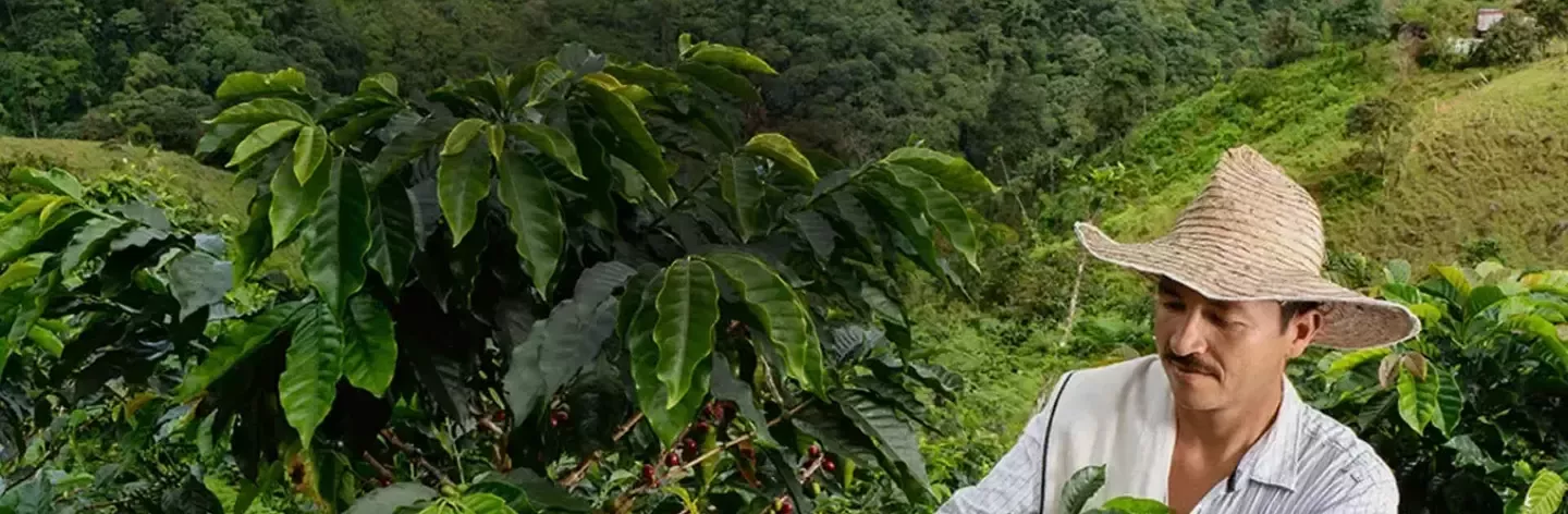 Coffee farm