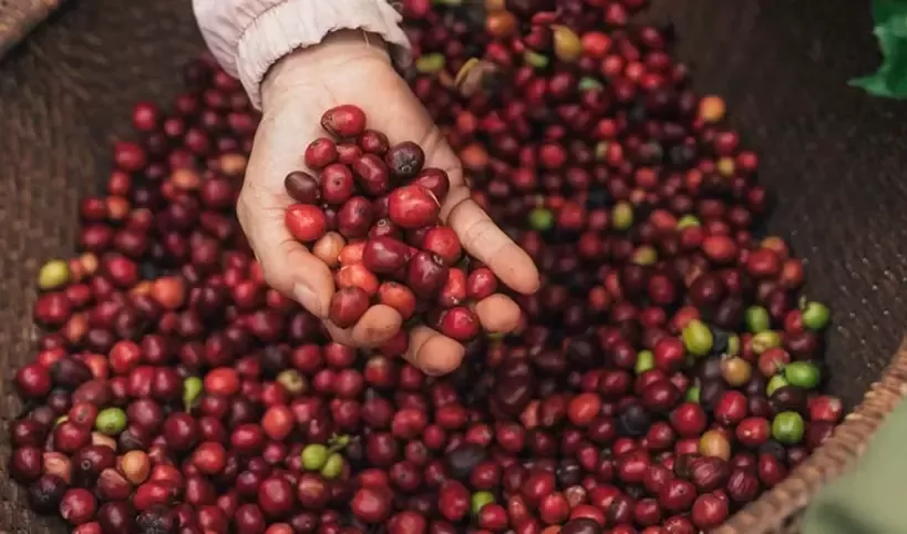 Nescafé Plan 2030