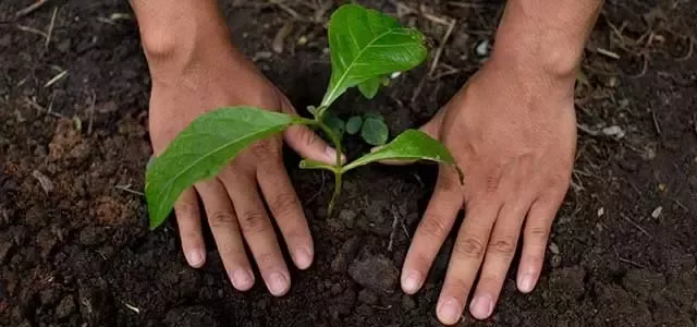 regenerative