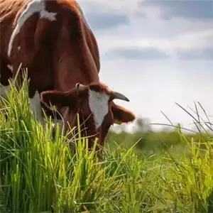 Ko betar gräs