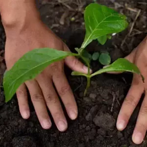 Planterar ung planta