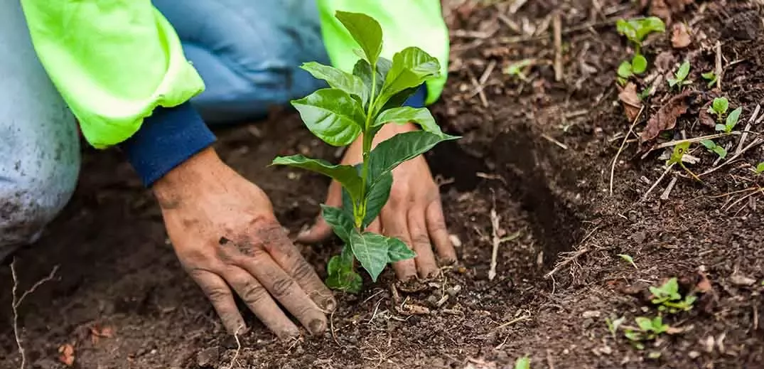farmer planting